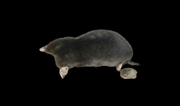 Taxidermy Crawling Mole. Log no 116.