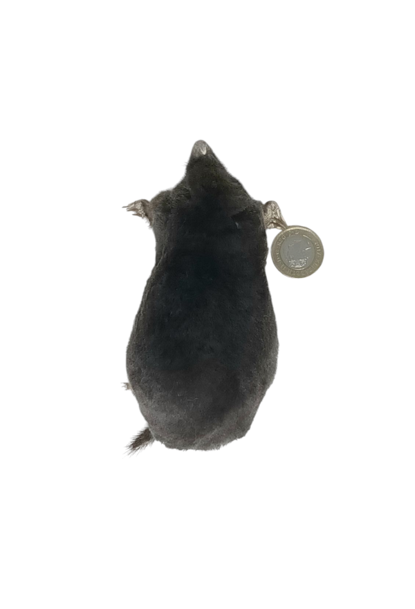 Taxidermy Crawling Mole. Log no 116. - Image 5