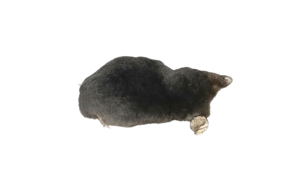Taxidermy Crawling Mole. Log no 116. - Image 3