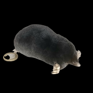 Taxidermy Crawling Mole. Log no 120