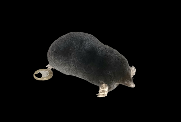 Taxidermy Crawling Mole. Log no 120