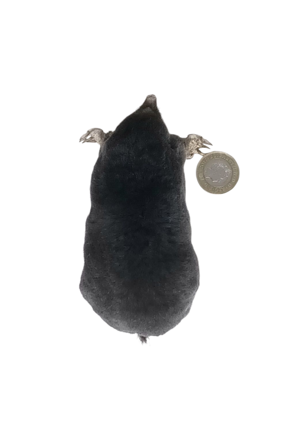Taxidermy Crawling Mole. Log no 120 - Image 5