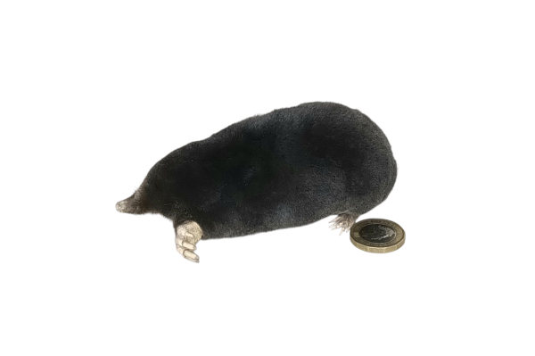 Taxidermy Crawling Mole. Log no 120 - Image 4