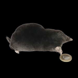 Taxidermy Crawling Mole. Log no 122.