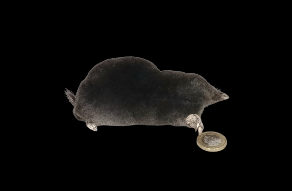 Taxidermy Crawling Mole. Log no 122.