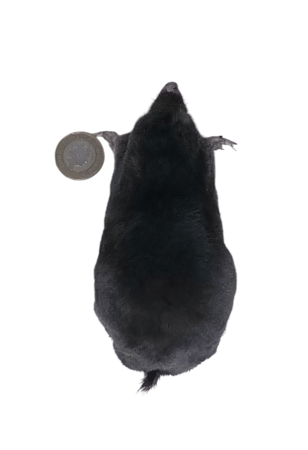 Taxidermy Crawling Mole. Log no 122. - Image 5