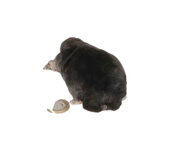 Taxidermy Crawling Mole. Log no 122. - Image 4