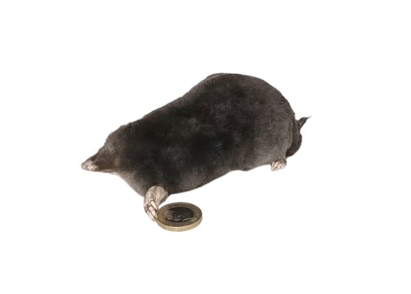 Taxidermy Crawling Mole. Log no 122. - Image 2