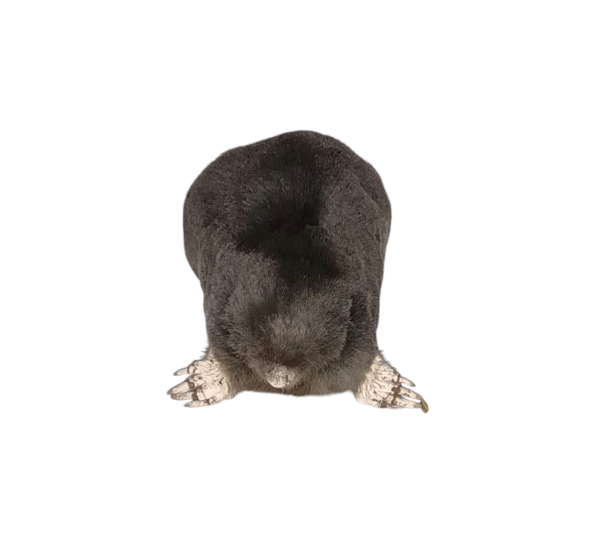Taxidermy Crawling Mole. Log no 122. - Image 3