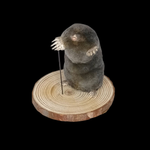 Taxidermy Mole With Walking Stick. Log no 121.
