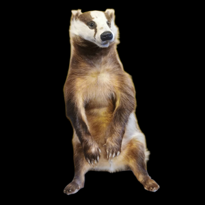 Taxidermy Adult Male Badger. Log no 514. 