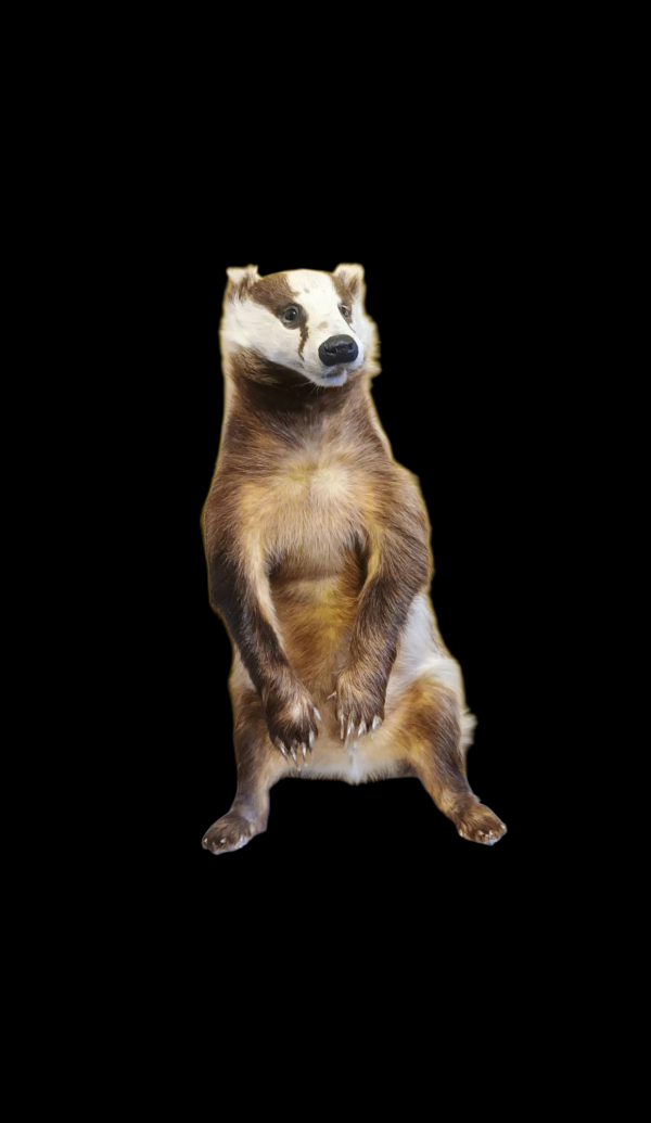 Taxidermy Adult Male Badger. Log no 514. 