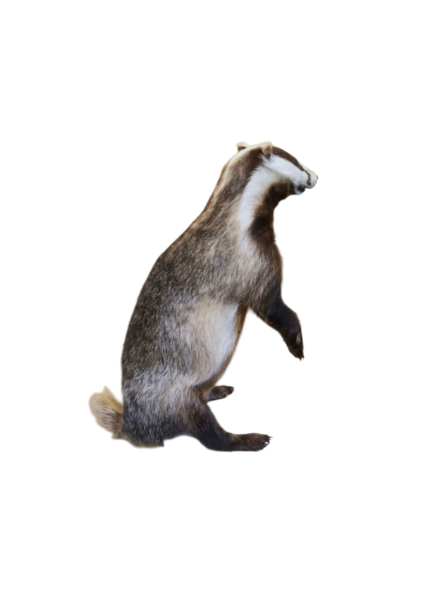 Taxidermy Adult Male Badger. Log no 514.  - Image 4
