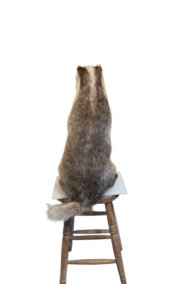 Taxidermy Adult Male Badger. Log no 514.  - Image 2