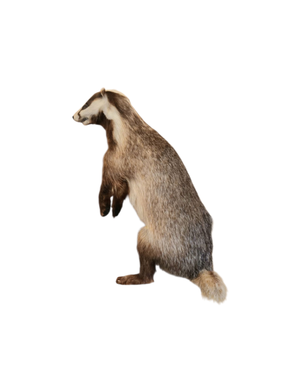Taxidermy Adult Male Badger. Log no 514.  - Image 3