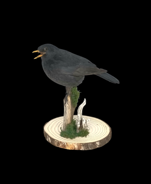 Taxidermy Male Blackbird. Log no 730a.