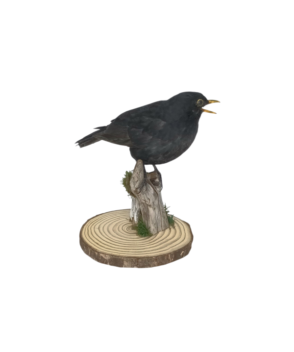 Taxidermy Male Blackbird. Log no 730a. - Image 2