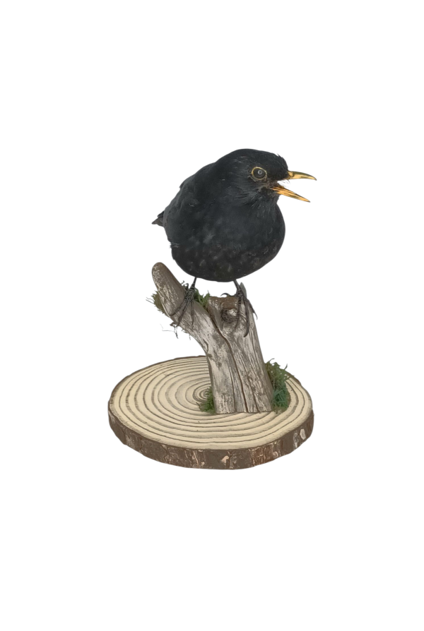 Taxidermy Male Blackbird. Log no 730a. - Image 3