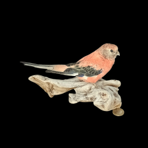 Taxidermy Bourke's Parakeet. Log no 734a.