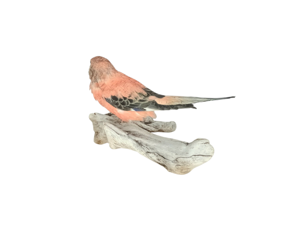 Taxidermy Bourke's Parakeet. Log no 734a. - Image 3