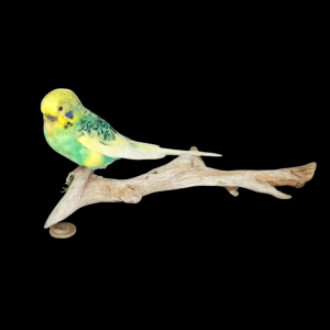 Taxidermy Budgerigar. Log no 731a.