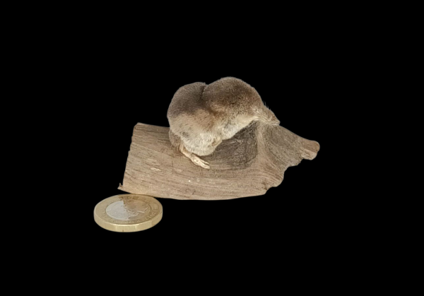 Taxidermy Common Shrew. Log no 144.