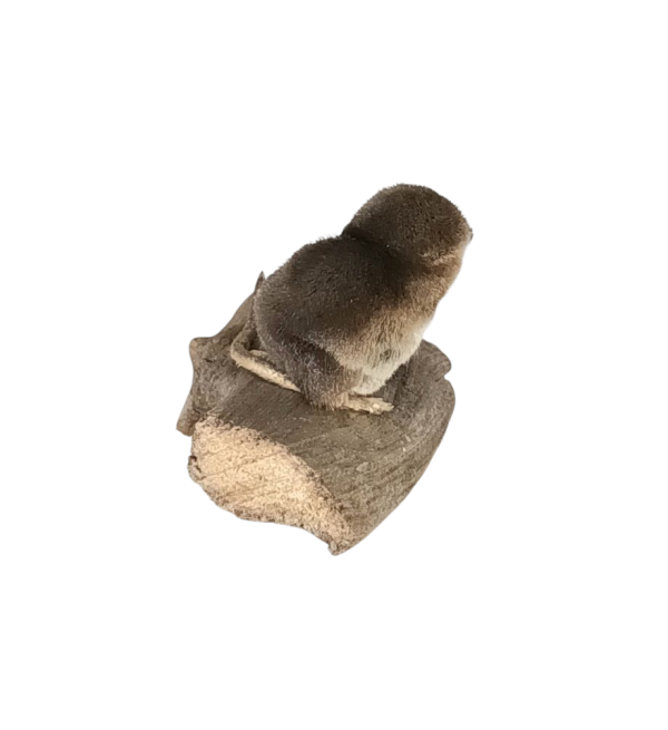 Taxidermy Common Shrew. Log no 144. - Image 3