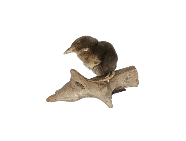 Taxidermy Common Shrew. Log no 144. - Image 2