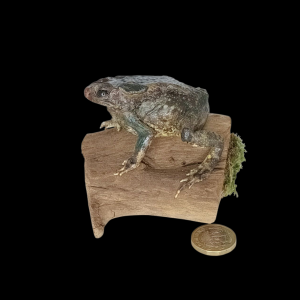 Taxidermy Common Toad. Log no 156.