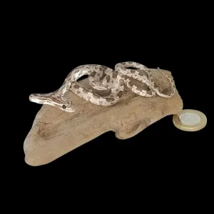 Taxidermy Small Corn Snake. Log no 149.