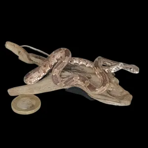 Taxidermy Small Corn Snake. Log no 159.