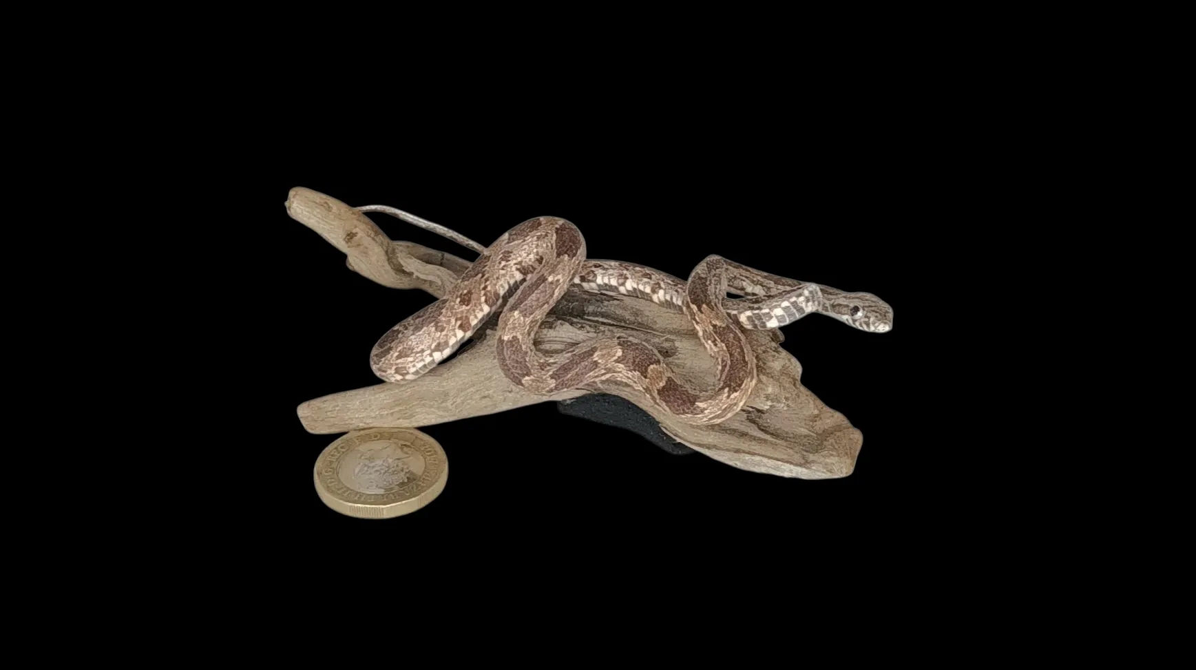 Taxidermy Small Corn Snake. Log no 159.