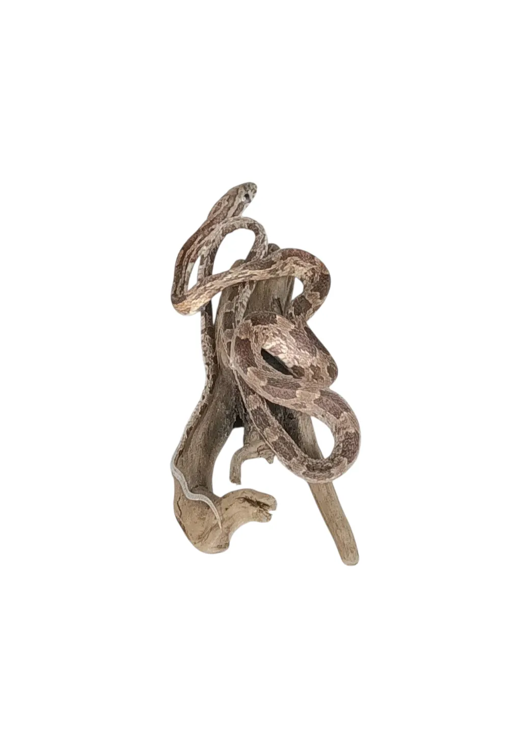 Taxidermy Small Corn Snake. Log no 159. - Image 2