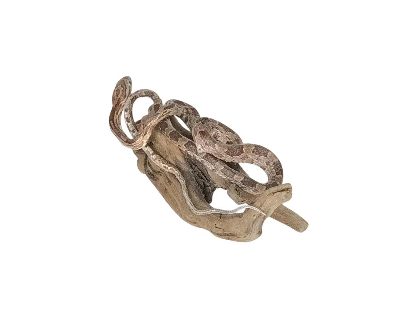 Taxidermy Small Corn Snake. Log no 159. - Image 3