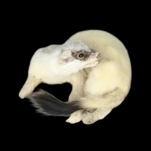 Taxidermy Ermine. Log no 152.