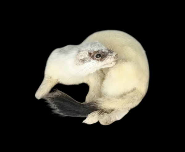 Taxidermy Ermine. Log no 152.