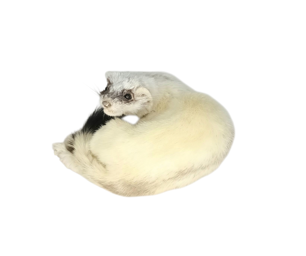 Taxidermy Ermine. Log no 152. - Image 2