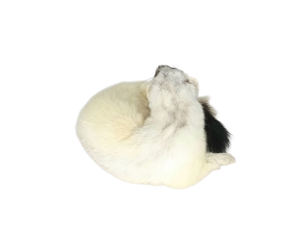 Taxidermy Ermine. Log no 152. - Image 3