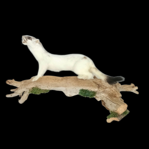 Taxidermy Stoat In Part Ermine. Log no 180.