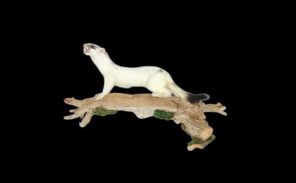 Taxidermy Stoat In Part Ermine. Log no 180.