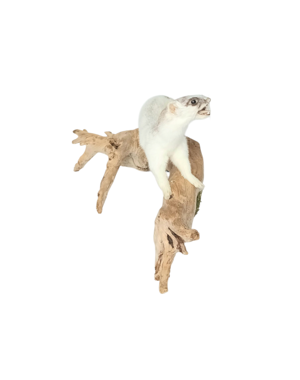Taxidermy Stoat In Part Ermine. Log no 180. - Image 2