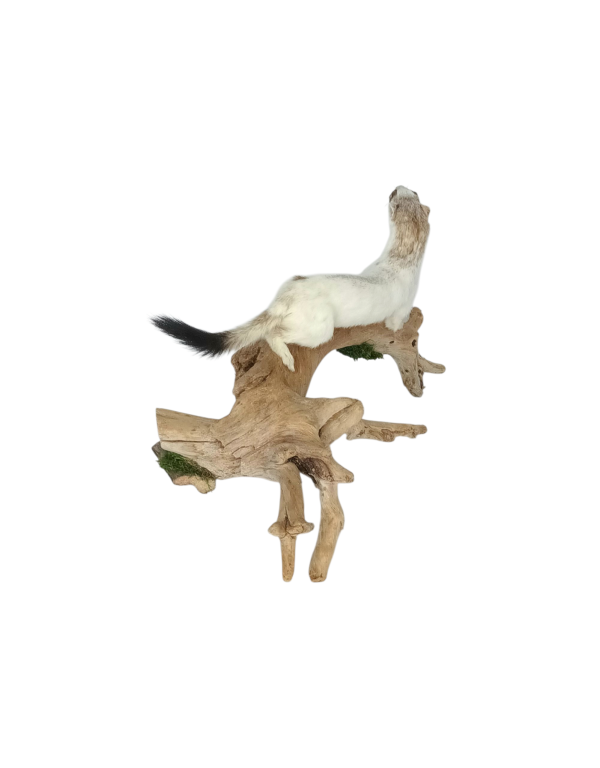 Taxidermy Stoat In Part Ermine. Log no 180. - Image 3