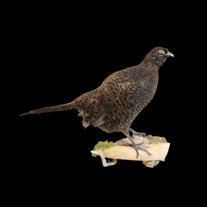 Taxidermy Melanistic Pheasant. Log no 722a.