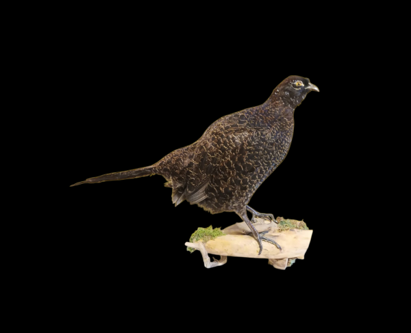 Taxidermy Melanistic Pheasant. Log no 722a.