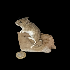 Taxidermy Field Mouse. Log no 136.