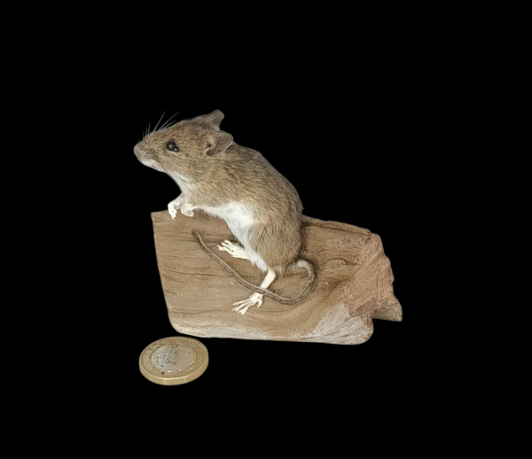 Taxidermy Field Mouse. Log no 136.