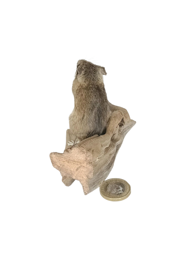 Taxidermy Field Mouse. Log no 136. - Image 3