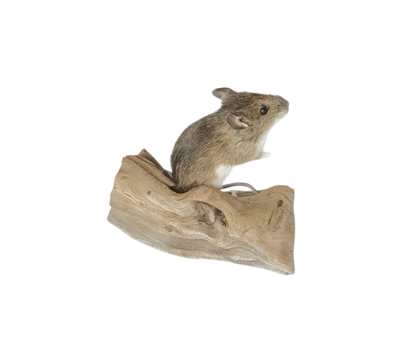 Taxidermy Field Mouse. Log no 136. - Image 2