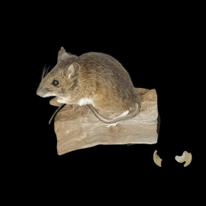 Taxidermy Field Mouse. Log no 138.