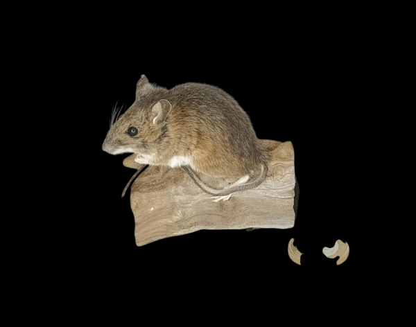 Taxidermy Field Mouse. Log no 138.